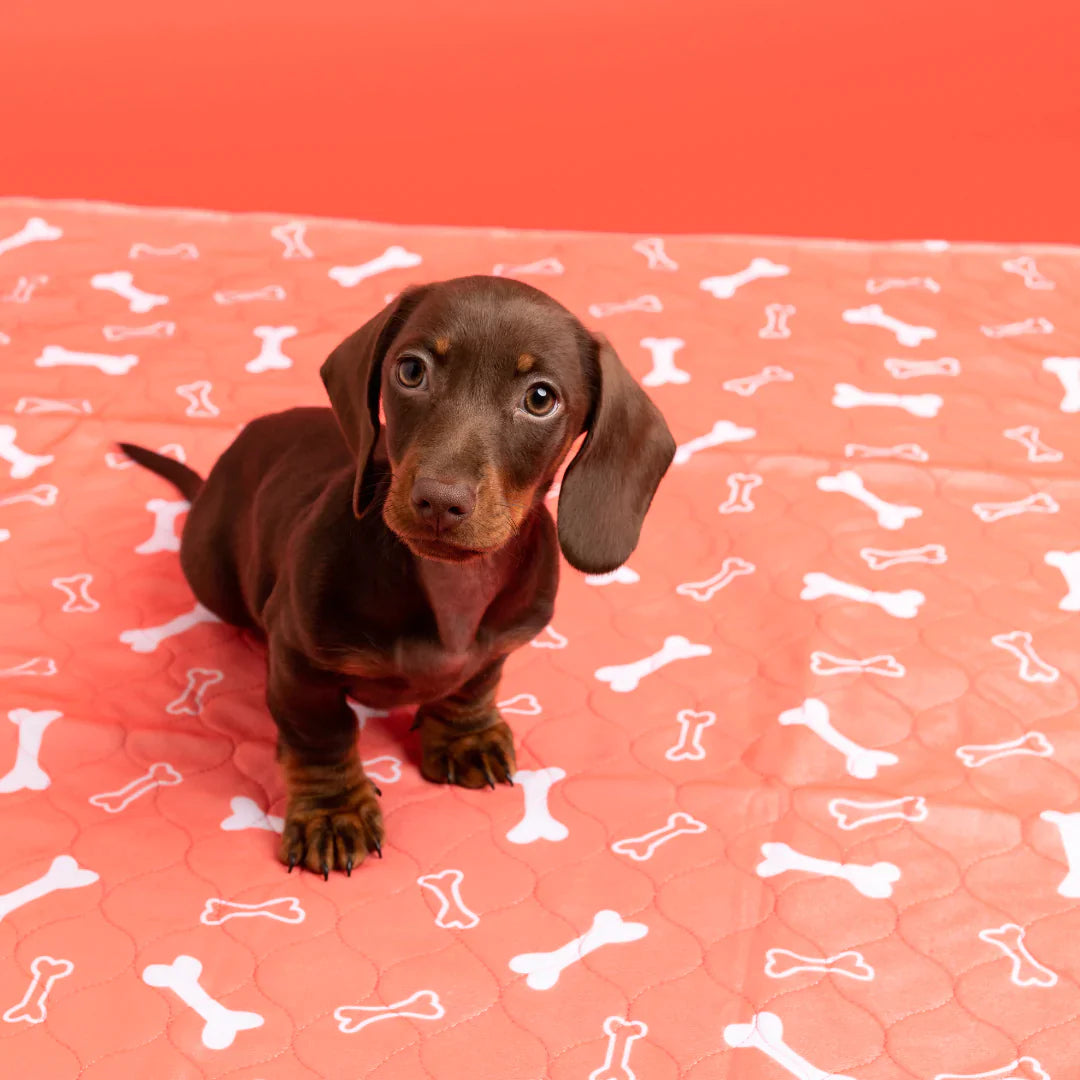 PiPi Pad - Anti-Fuite et Réutilisable